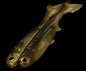 No Live Bait Needed (NLBN) K-Tails